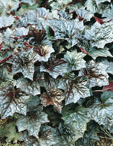 photo of flower to be used as: Bedding / border plant Heuchera americana Palace Purple Select