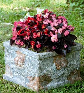 Foto fiore da  Vaso e aiola Begonia semperflorens Nightlife Mix