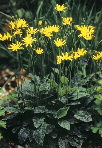 Foto fiore da  Aiuola e/o bordura Hieracium maculatum (spilophaeum) Leopard