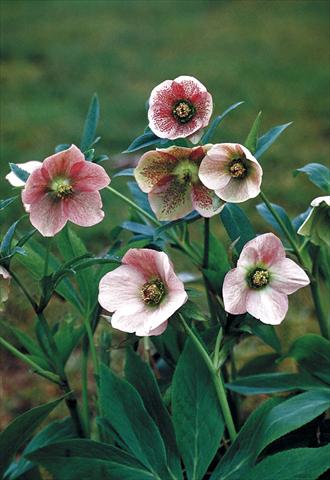 Foto fiore da  Aiuola e/o bordura Helleborus Orientalis-Hybr. Pink Lady