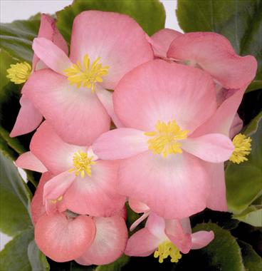 Foto fiore da  Vaso e aiola Begonia semperflorens Sprint Blush