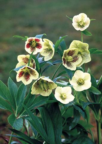 Foto fiore da  Aiuola e/o bordura Helleborus Orientalis-Hybr. Yellow Lady