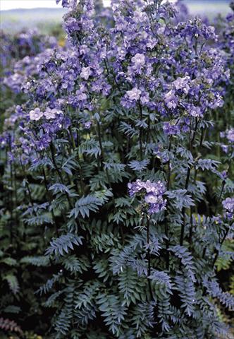 Foto fiore da  Vaso e aiola Polemonium yezoense Purple Rain Strain