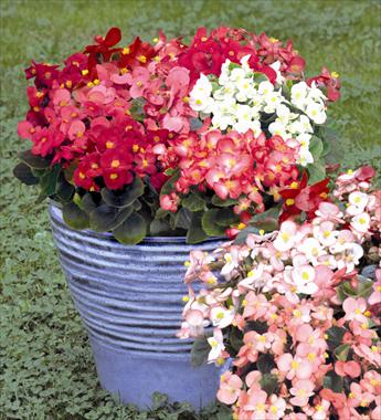 Foto fiore da  Vaso e aiola Begonia semperflorens Sprint Mix