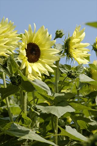 photo of flower to be used as: Cutflower Helianthus annuus Buttercream F1
