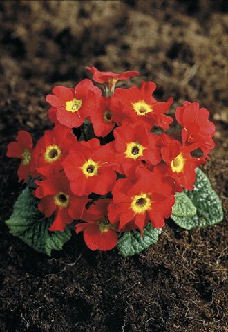 Foto fiore da  Vaso e aiola Primula x pruhoniciana Bergfrühling® Red