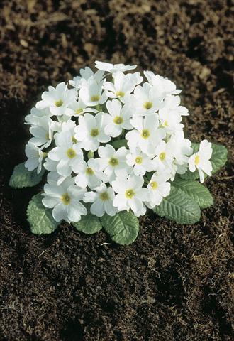 Foto fiore da  Vaso e aiola Primula x pruhoniciana Bergfrühling® White