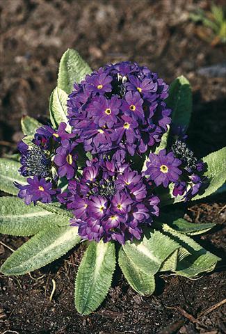 Foto fiore da  Vaso e aiola Primula denticulata Blue Selection