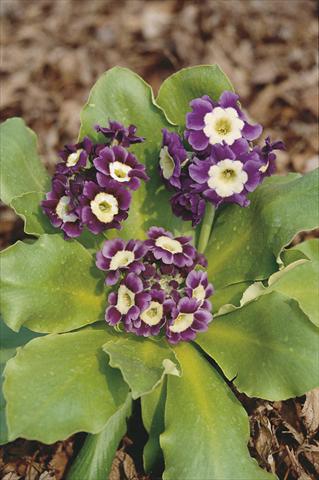 Foto fiore da  Vaso e aiola Primula x pubescens Exhibition Blue