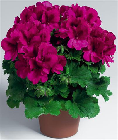 Foto fiore da  Vaso Pelargonium grandiflorum Aristo® Burgundy