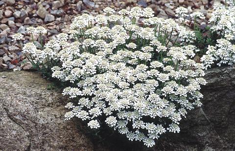 Foto fiore da  Aiuola e/o bordura Iberis sempervirens Snow Cushion