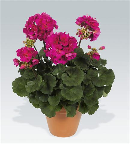 Foto fiore da  Vaso, aiuola, balcone Pelargonium zonale pac® Neona