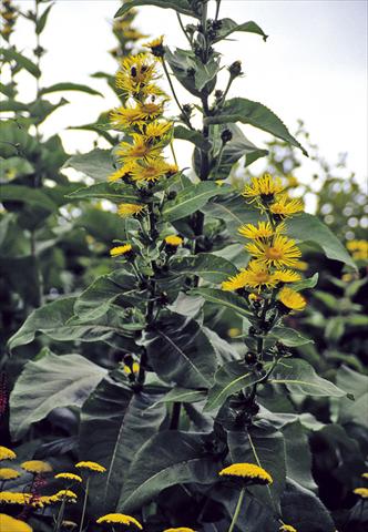 Foto fiore da  Aiuola e/o bordura Inula racemosa Sonnenspeer