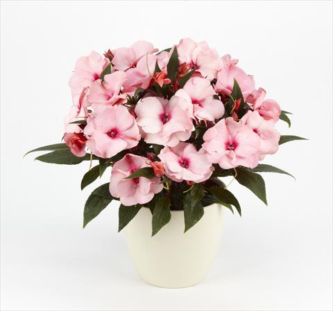 Foto fiore da  Vaso, aiuola, balcone, basket Impatiens N. Guinea Paradise® Delicias