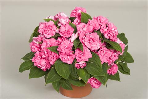 Foto fiore da  Vaso, aiuola, balcone, basket Impatiens walleriana Silhouette® Pink