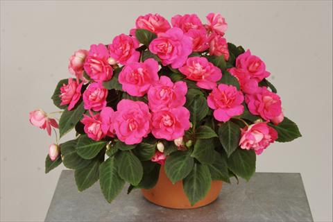 Foto fiore da  Vaso, aiuola, balcone, basket Impatiens walleriana Silhouette® Rose