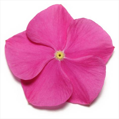 Foto fiore da  Vaso e aiola Catharanthus roseus - Vinca Pacifica Deep Orchid XP