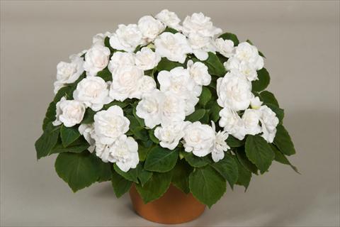 Foto fiore da  Vaso, aiuola, balcone, basket Impatiens walleriana Silhouette® White