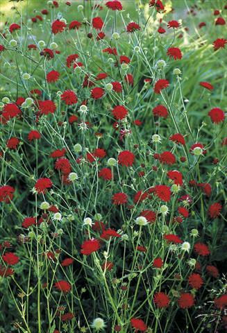 photo of flower to be used as: Bedding / border plant Knautia macedonica Mars Midget