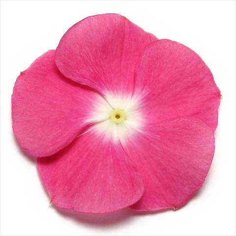 Foto fiore da  Vaso e aiola Catharanthus roseus - Vinca Pacifica Magenta Halo XP