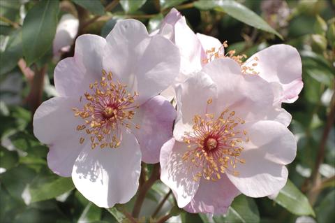 Foto fiore da  Aiuola e/o bordura Rosa floribunda Meilland Astronomia 