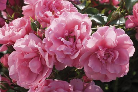 Foto fiore da  Aiuola e/o bordura Rosa floribunda Pink Meilove