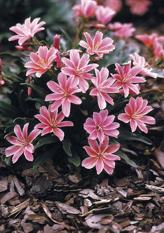 Foto fiore da  Vaso, aiuola, balcone Lewisia longipetala Little Plum