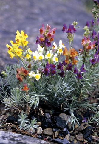 Foto fiore da  Aiuola e/o bordura Linaria aeruginea Neon Lights