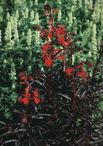 Foto fiore da  Aiuola e/o bordura Lobelia fulgens Queen Victoria (Elmfeuer)