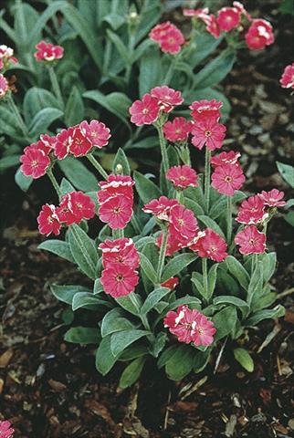 photo of flower to be used as: Bedding / border plant Lychnis flos-jovis Peggy