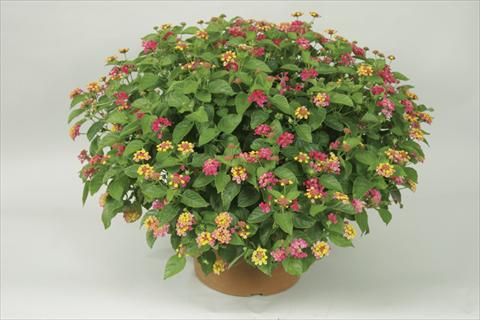 photo of flower to be used as: Pot and bedding Lantana camara Bandana® Cherry