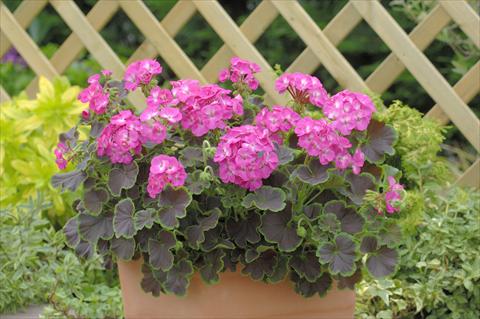 Foto fiore da  Vaso, aiuola, balcone Pelargonium x hortorum F.1 Black Velvet Rose F1