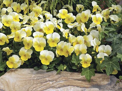 photo of flower to be used as: Pot and bedding Viola cornuta Penny Primrose Bicolor