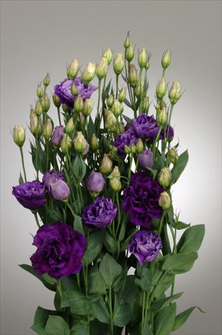 Foto fiore da  Reciso Lisianthus (Eustoma rusellianum) Super Magic Purple