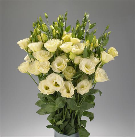 Foto fiore da  Reciso Lisianthus (Eustoma rusellianum) Super Magic Yellow 567