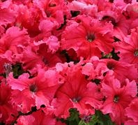 Frillytunia Tropical Red