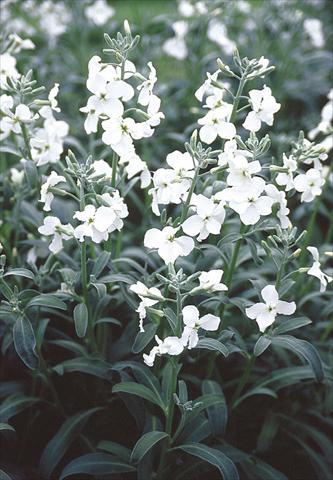 photo of flower to be used as: Bedding / border plant Matthiola incana Pillow Talk
