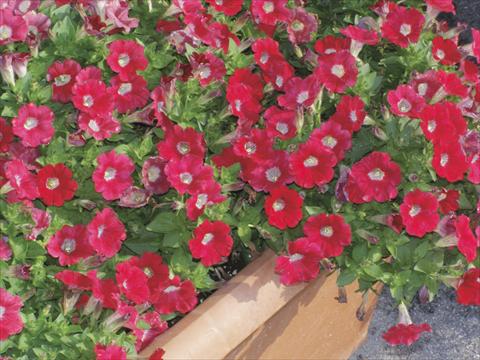 Foto fiore da  Vaso, aiuola, balcone, basket Petunia Happy Jasmine