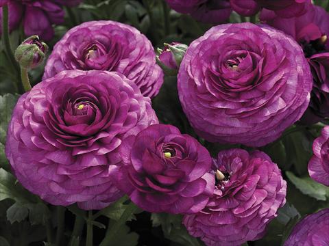 Foto fiore da  Vaso e aiola Ranunculus asiaticus Maché Purple