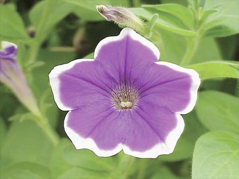 Foto fiore da  Vaso, aiuola, balcone, basket Petunia Happy Michal