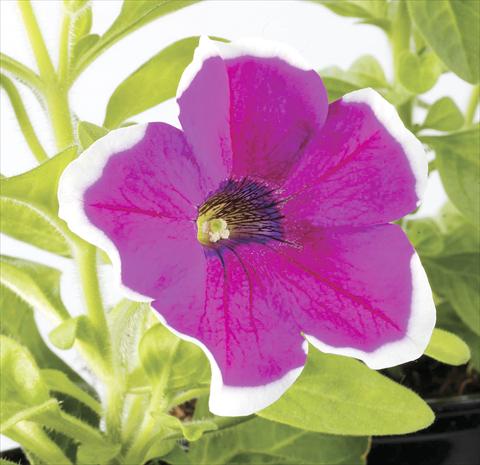 Foto fiore da  Vaso, aiuola, balcone, basket Petunia Happy Sofia