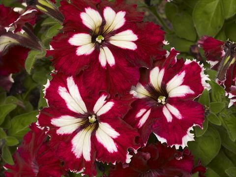 Foto fiore da  Vaso, aiuola, balcone, basket Petunia x hybrida Can Can Harlequin Burgundy