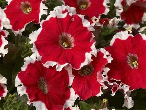 Foto fiore da  Vaso e aiola Petunia x hybrida Kaliffo Picotee Cherry Rose