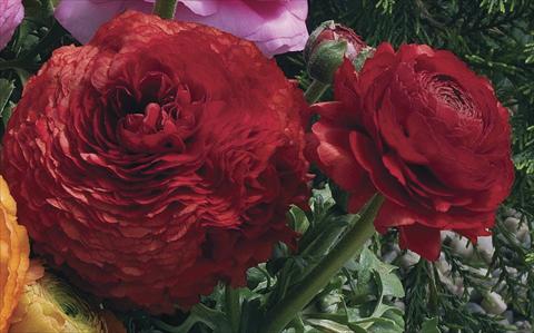 Foto fiore da  Vaso Ranunculus asiaticus Magic Red