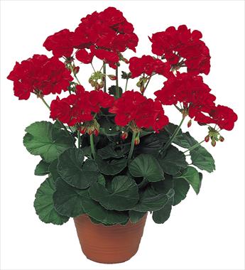 Foto fiore da  Balcone, vaso Pelargonium peltatum pac® Scarletit