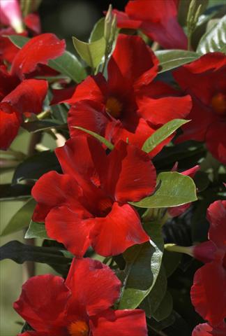 Foto fiore da  Vaso, balcone, basket Dipladenia (Mandevilla) Sundaville® Crimson King