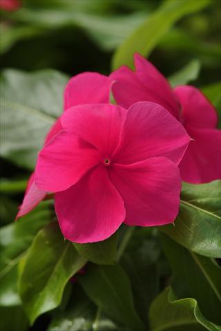 photo of flower to be used as: Basket / Pot Catharanthus roseus - Vinca Mediterranean Dark Red XP