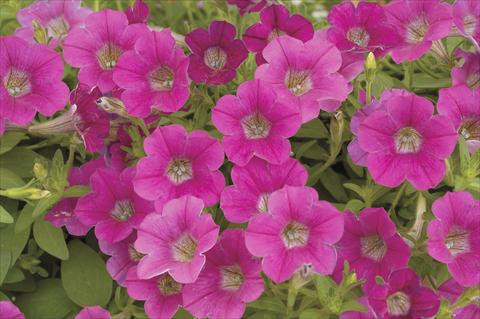 Foto fiore da  Vaso, aiuola, balcone, basket Petunia x hybrida Littletunia Rose