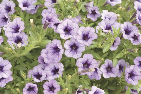 Foto fiore da  Vaso, aiuola, balcone, basket Petunia x hybrida Littletunia Violet