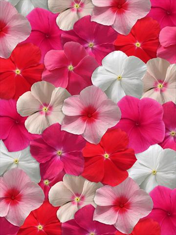 photo of flower to be used as: Bedding pot or basket Catharanthus roseus - Vinca Mediterranean Mix XP